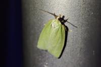 Tortrix viridana