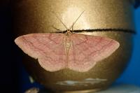 Scopula rubiginata