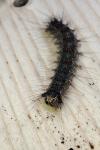Lymantria dispar