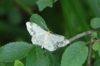 Idaea trigeminata