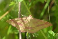 Rhodostrophia calabra