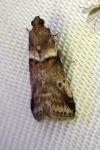 Acrobasis consociella