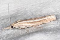 Agriphila tristella