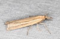 Agriphila tristella