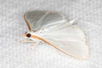 Palpita vitrealis