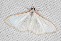 Palpita vitrealis