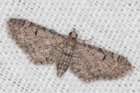 Eupithecia ultimaria