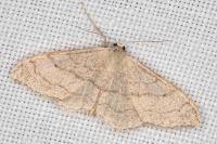 Idaea aversata