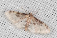 Idaea filicata