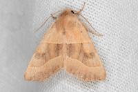 Atethmia centrago