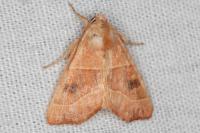 Atethmia centrago