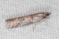 Acrobasis bithynella