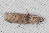 Ancylosis oblitella