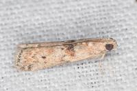 Ancylosis oblitella