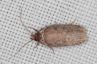 Agonopterix cnicella