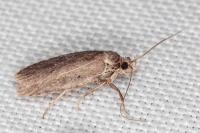 Agonopterix cnicella