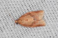 Clepsis consimilana