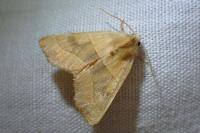 Atethmia centrago