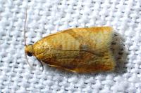 Clepsis consimilana