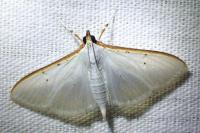 Palpita vitrealis