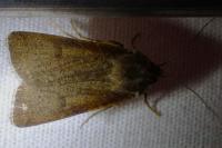 Agrotis trux