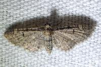 Eupithecia ultimaria