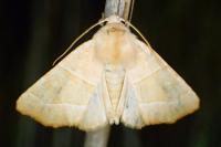 Atethmia centrago