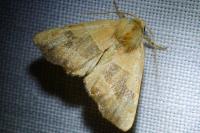 Atethmia centrago