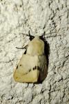 Spilarctia lutea