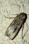 Peridroma saucia