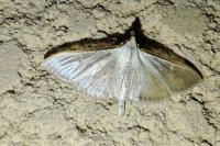 Palpita vitrealis