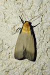 Lithosia quadra