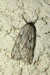 Pachycnemia hippocastanaria hippocastanaria