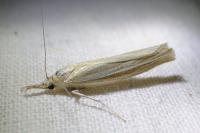 Agriphila tristella