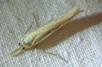 Agriphila tristella