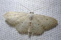 Idaea seriata