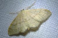 Idaea aversata