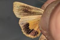 Noctua janthina