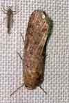 Spodoptera exigua