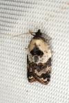 Acleris variegana