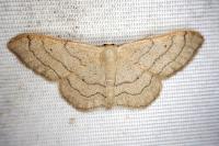 Idaea aversata