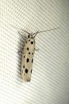 Ethmia dodecea