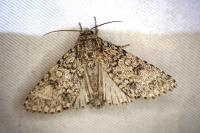 Acronicta megacephala