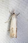 Crambus lathoniellus