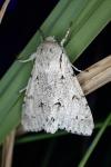 Acronicta leporina