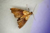 Agrotera nemoralis