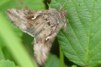 Autographa gamma