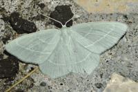 Hemistola chrysoprasaria