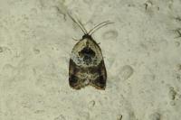 Acleris variegana