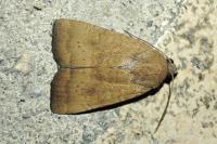 Noctua interjecta